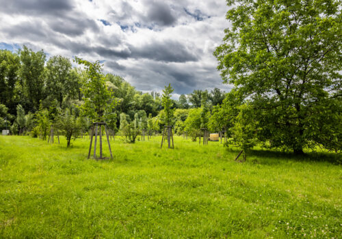 Vysázená zeleň v lokalitě Bartovice