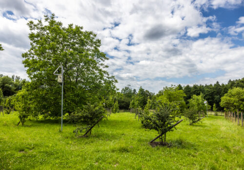 Vysázená zeleň v lokalitě Bartovice